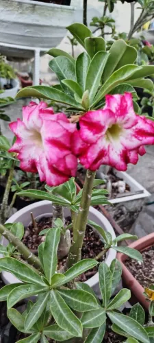 ROSA DO DESERTO