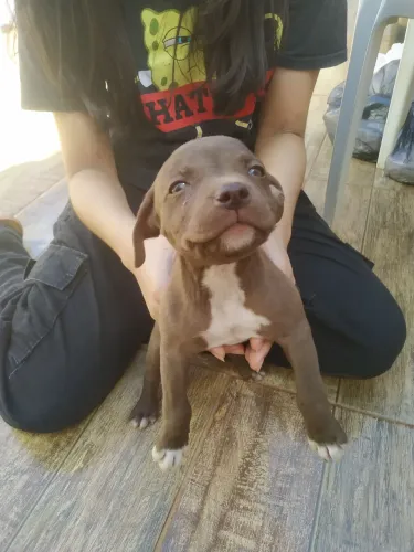 Pitbull parcelado em até 10 vezes no cartão Sara