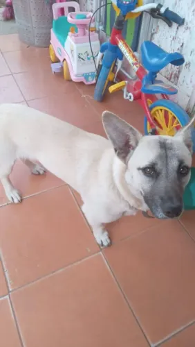 Cães doação 