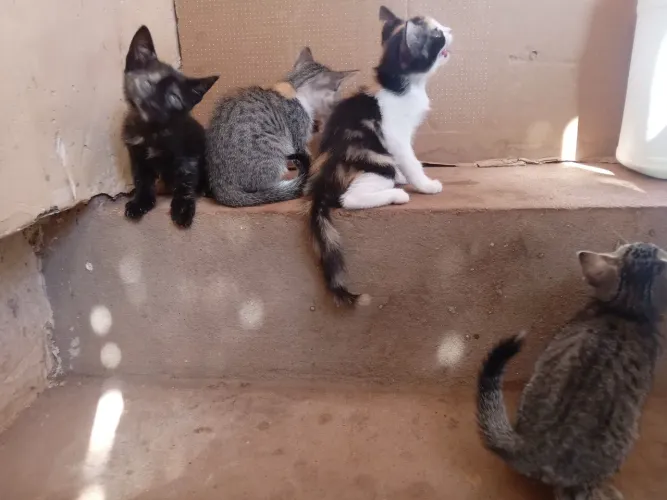 Gatinhos pra doação