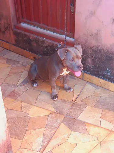 American bully fêmea  