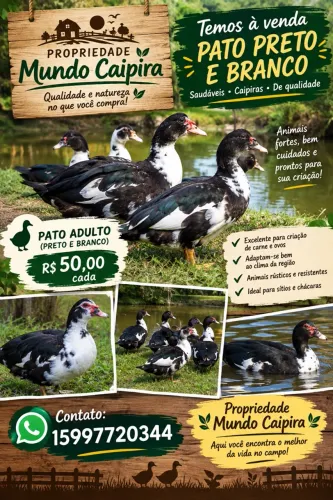 Vendo pato