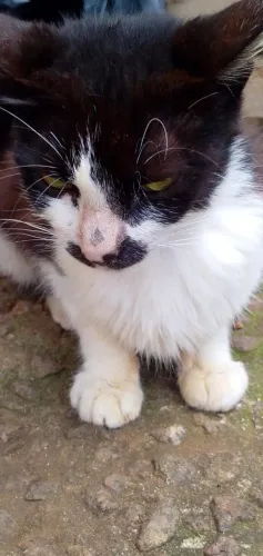 Gato
