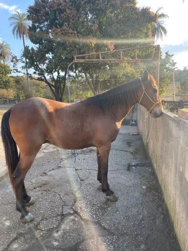 Cavalo Quarto de milha meio sangue