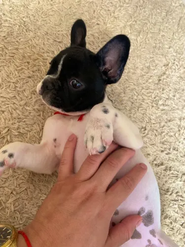 Bulldog Frances Fêmea 