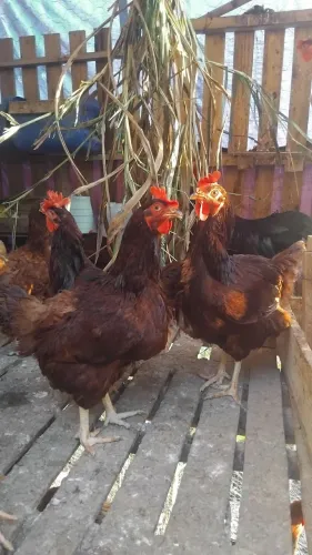 Ovos galados Rhode Sland Red