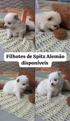 Filhote de Spitz alemão ( Lulu da Pomerania)