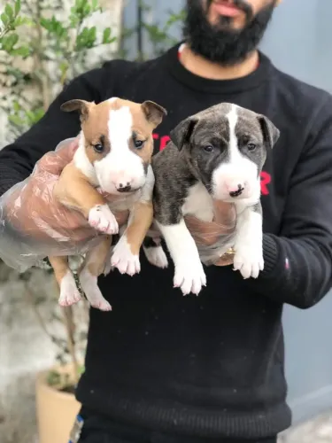 Seu Bull Terrier Pode Estar Aqui ? Filhotes com Garantia de Saúde!