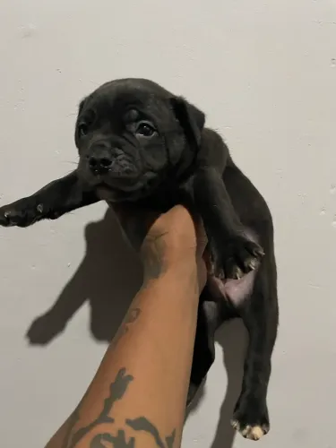 Pit bull 