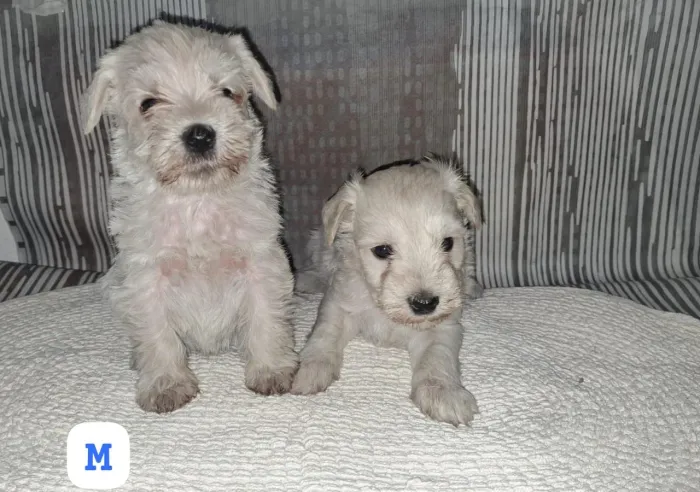 Schnauzer lindos filhotes
