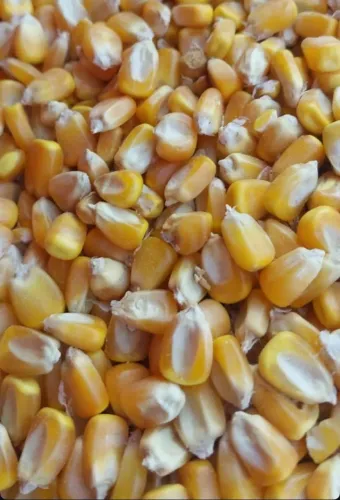 Venda de Milho Direto da Fazenda Sem Atravessadores ou Corretores