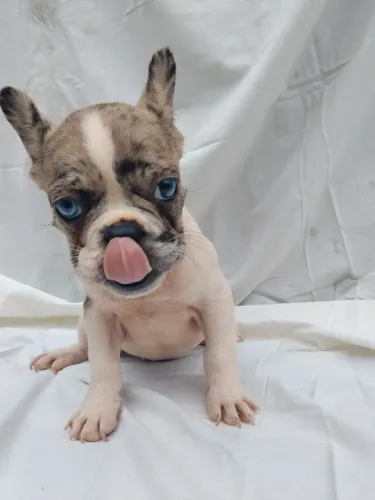 BULDOG FRANCÊS FÊMEA COR MERLE, OLHOS AZUIS