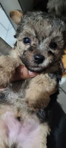 Yorkshire terrie micro disponível macho 