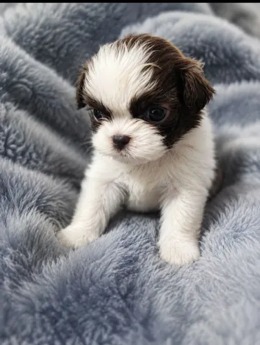 Filhotes de Shih Tzu fêmeas e machinhos Avenida Governador Celso Peçanha 881 Mesquita ?