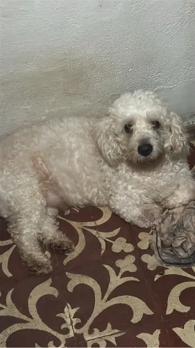 Doação de cachorro