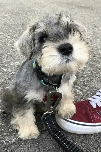Filhote de Schnauzer seu novo companheiro.