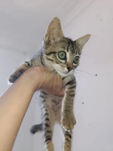 Gatinho filhote adoção