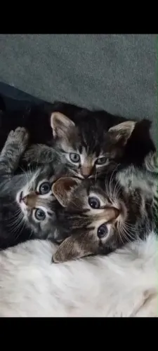 Doação de gatos