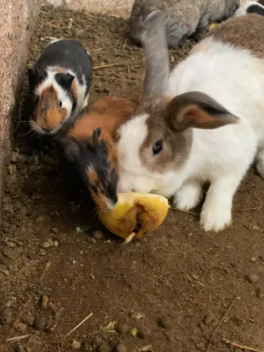 Vende preás e coelhos