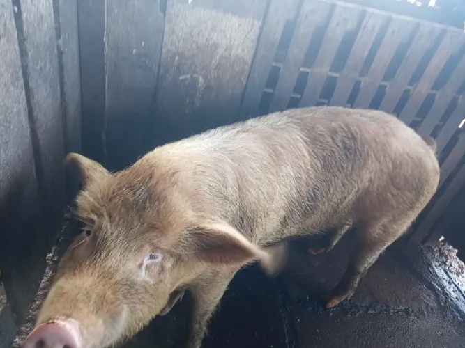 Vendo porco cachaço