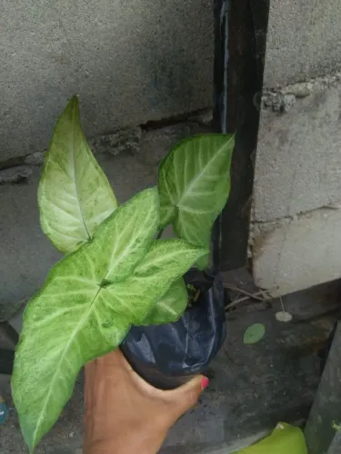 Singônio
