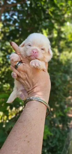 Shih-tzu macho Albininho RJ
