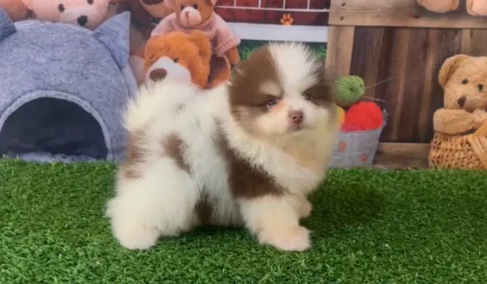 Lulu macho