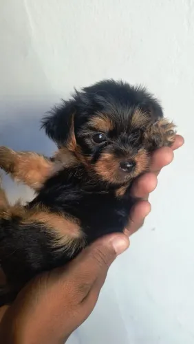 FILHOTES DE YORKSHIRE TERRIER