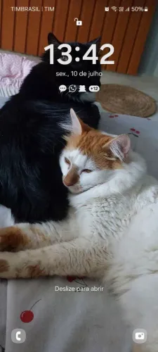 Doação lindos gatos com 1 ano e meio castrado nunca foi na rua preferencia mora em aparta