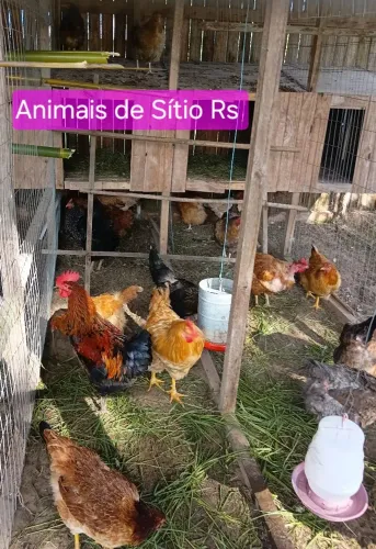 Galos e Galinhas Capira