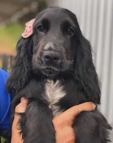 Filhote de Cocker Spaniel Inglês