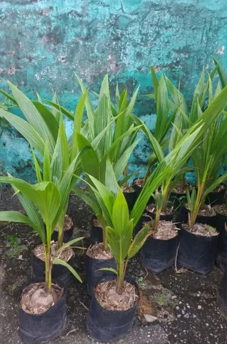 Muda de coco anão precoce