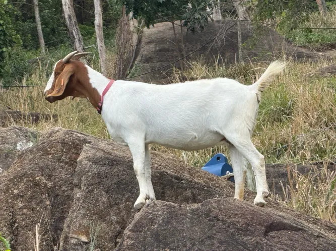 Cabra Boer