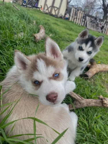 Husky siberiano Descubra o encanto de ter um amigo assim