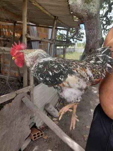 GALO PEDRÊZ plumagem mesclada