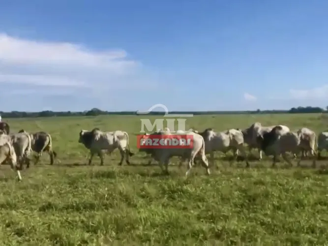 Fazenda de 105 alqueires (504 hectares) em Nova Crixás GO