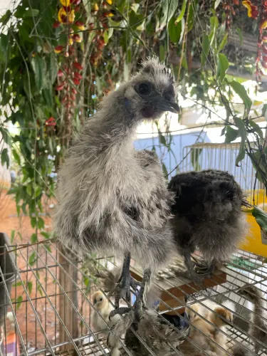 Galinha sedosa do Japão 