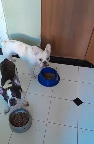 Lindo e de excelente linhagem,  disponível para Venda um BULLDOG FRANCÊS,  cor branca. 