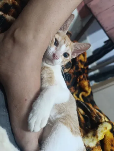 Doação de gatinho laranja super carinhoso