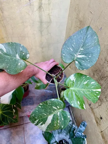 Planta Monstera Constellation