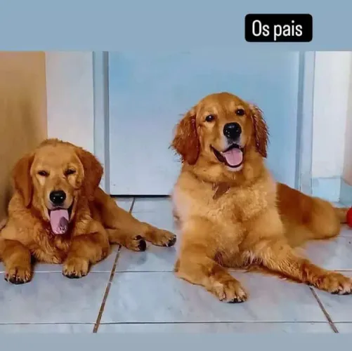 Golden Retriever