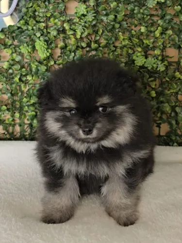 Filhote de Lulu da Pomerania