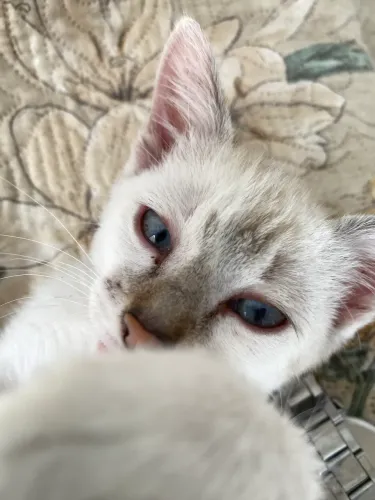 Doação de gata fêmea 
