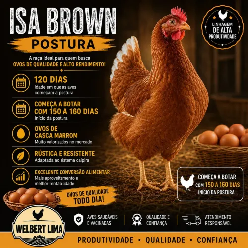 Galinha Isa brow 120 dias