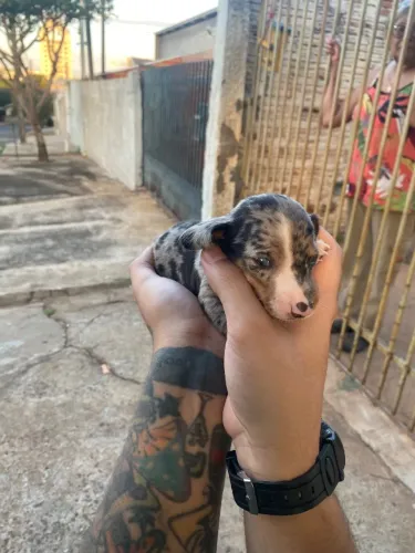 Salsicha mofado Basset