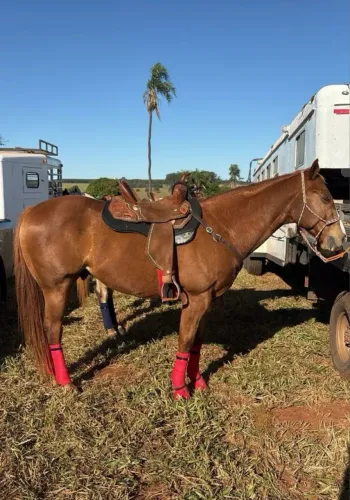 Cavalo QM PO Victory Fly VM