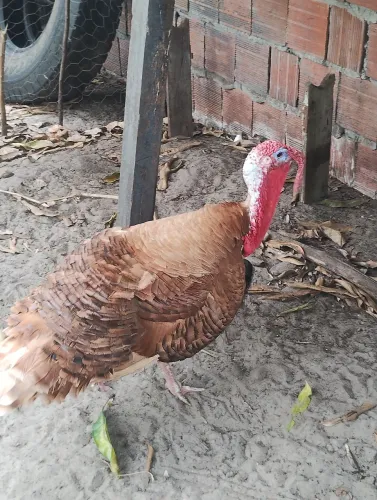 Vendo e troco casal de peru reprodutor