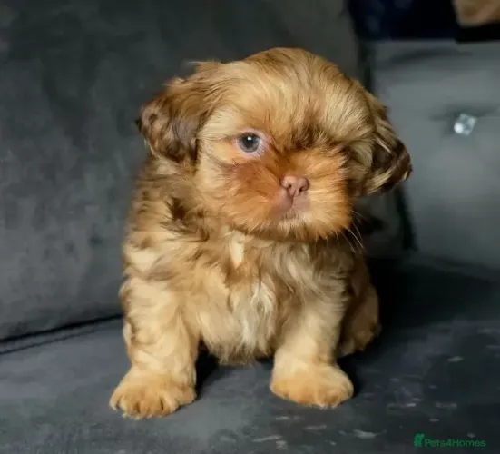 Filhotes de Shih Tzu/ Shitzu mini de apartamento com garantias macho e fêmea SP