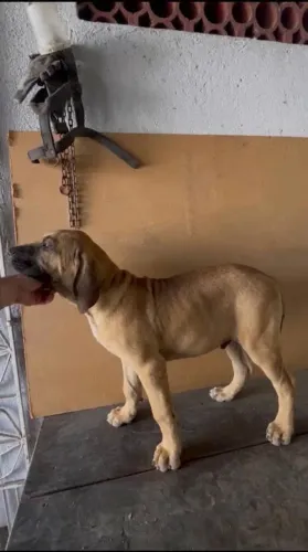 Fila Brasileiro