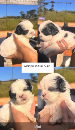 Filhotes de Shit zu 